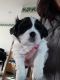 Shih Tzu Puppies for sale in Orchard Park, NY 14127, USA. price: $650