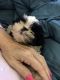Shih Tzu Puppies for sale in Pasadena, TX, USA. price: NA