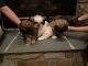 Shih Tzu Puppies for sale in Ashburn, VA, USA. price: NA