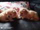 Shih Tzu Puppies for sale in Richmond, VA, USA. price: $700