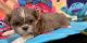 Shih Tzu Puppies for sale in Manes, MO 65711, USA. price: NA