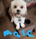 Shih Tzu Puppies for sale in Iola, TX 77861, USA. price: $350