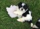 Shih Tzu Puppies for sale in Jersey City, NJ, USA. price: $500