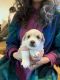 Shih Tzu Puppies for sale in Rochester, MN, USA. price: NA