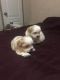 Shih Tzu Puppies for sale in Belcourt, ND 58316, USA. price: NA