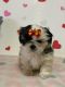 Shih Tzu Puppies for sale in St. Louis, MO 63130, USA. price: $900