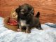 Shih Tzu Puppies for sale in 7639 US-64, Selmer, TN 38375, USA. price: NA