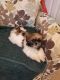 Shih Tzu Puppies for sale in Newark, OH 43055, USA. price: NA