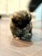 Shih Tzu Puppies for sale in Pace, FL 32571, USA. price: NA