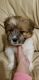 Shih Tzu Puppies for sale in 2306 George Ct, Chester, VA 23831, USA. price: $350