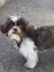 Shih Tzu Puppies for sale in Flushing, Queens, NY, USA. price: $1,000