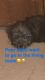 Shih Tzu Puppies for sale in 411 S Broad St, Leland, MS 38756, USA. price: $250
