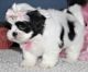 Shih Tzu Puppies for sale in Raleigh, NC, USA. price: NA