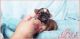 Shih Tzu Puppies for sale in Apollo Beach, FL, USA. price: NA