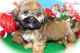 Shih Tzu Puppies for sale in Hammond, IN, USA. price: $1,000