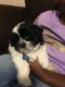 Shih Tzu Puppies for sale in Greenville, NC, USA. price: $900