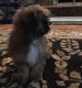 Shih Tzu Puppies for sale in Monroe, NY 10950, USA. price: $700