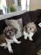 Shih Tzu Puppies for sale in Sparta, MI 49345, USA. price: $150