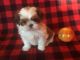 Shih Tzu Puppies for sale in Murphy, NC 28906, USA. price: $700