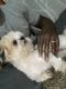Shih Tzu Puppies for sale in 4082 Argonne St, Memphis, TN 38127, USA. price: NA