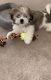 Shih Tzu Puppies for sale in 1424 Stephens Pond View, Loganville, GA 30052, USA. price: NA