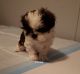Shih Tzu Puppies for sale in Lindside, WV, USA. price: NA