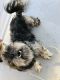 Shih Tzu Puppies for sale in Fort Belvoir, VA 22060, USA. price: NA