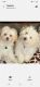 Shih Tzu Puppies for sale in Delano, CA, USA. price: NA
