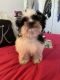 Shih Tzu Puppies for sale in 111 MacDade Boulevard, Folsom, PA 19033, USA. price: $1,200