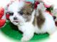 Shih Tzu Puppies for sale in Hammond, IN, USA. price: $1,200