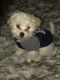 Shih Tzu Puppies for sale in Hawthorne, CA, USA. price: NA