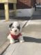 Shih Tzu Puppies for sale in 22-15 80th St, Flushing, NY 11370, USA. price: NA