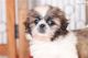 Shih Tzu Puppies for sale in Seattle, WA, USA. price: NA