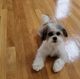 Shih Tzu Puppies for sale in Shrewsbury, MA, USA. price: $999