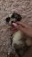 Shih Tzu Puppies for sale in 2707 S Rutherford Blvd, Murfreesboro, TN 37130, USA. price: $850