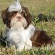 Shih Tzu Puppies for sale in Asheville, NC, USA. price: NA