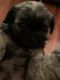 Shih Tzu Puppies for sale in Pawtucket, RI, USA. price: $500