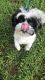 Shih Tzu Puppies for sale in Alpharetta, GA, USA. price: NA