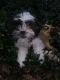 Shih Tzu Puppies for sale in Clearwater, FL, USA. price: NA