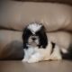 Shih Tzu Puppies for sale in Brooksville, FL 34601, USA. price: NA