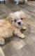 Shih Tzu Puppies for sale in Cottonwood, CA 96022, USA. price: $300