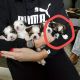 Shih Tzu Puppies for sale in Fulton, NY 13069, USA. price: NA