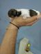 Shih Tzu Puppies for sale in Gandhinagar, Maharashtra, India. price: 30000 INR