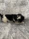 Shih Tzu Puppies for sale in Brooklyn Park, MD, USA. price: NA