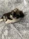 Shih Tzu Puppies for sale in Brooklyn Park, MD, USA. price: NA