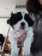 Shih Tzu Puppies for sale in Orchard Park, NY 14127, USA. price: $450