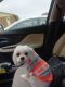 Shih Tzu Puppies for sale in Arlington, TX, USA. price: $1,000