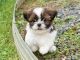 Shih Tzu Puppies for sale in Colorado Springs, CO, USA. price: $200