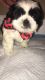 Shih Tzu Puppies for sale in New Bedford, MA, USA. price: $1,500
