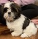 Shih Tzu Puppies for sale in Rochester, NY, USA. price: $800